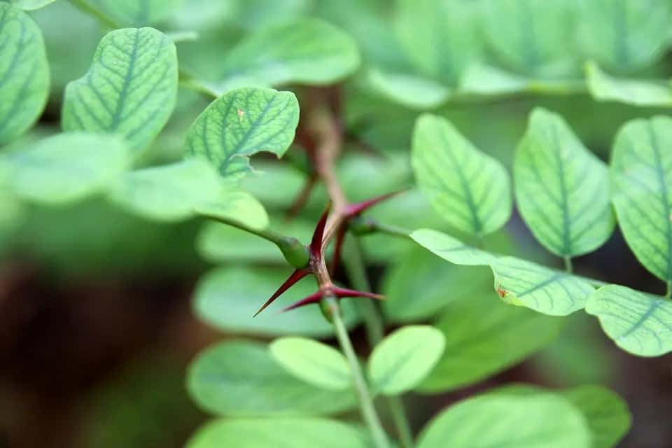 Cordyceps and Hormonal Balance: New Perspectives and Discoveries