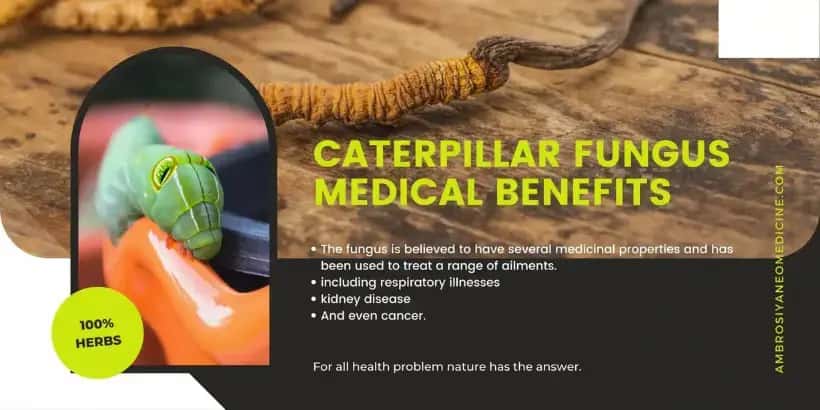 caterpillar fungus medical benefits