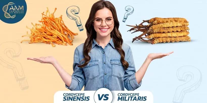 cordyceps sinesis vs cordyceps militaris