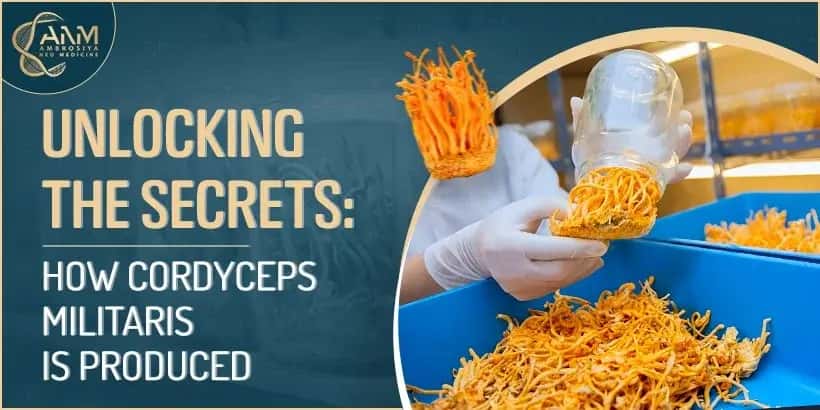 Unlocking the Secrets How Cordyceps Militaris is Produced blog image