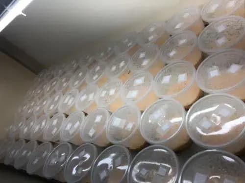 cordyceps militaris packaging