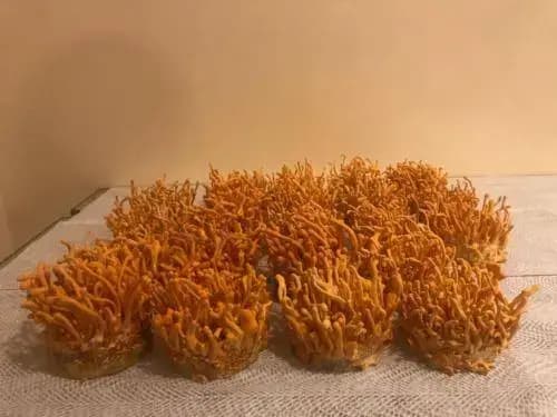 cordyceps militaris