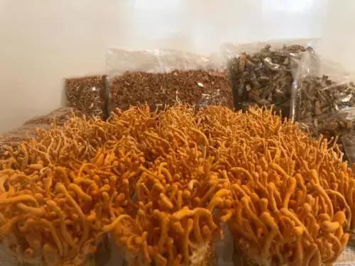 cordyceps militaris