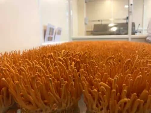 cordyceps gellary img