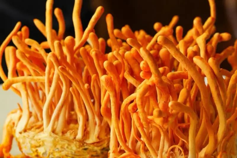 cordyceps mushroom