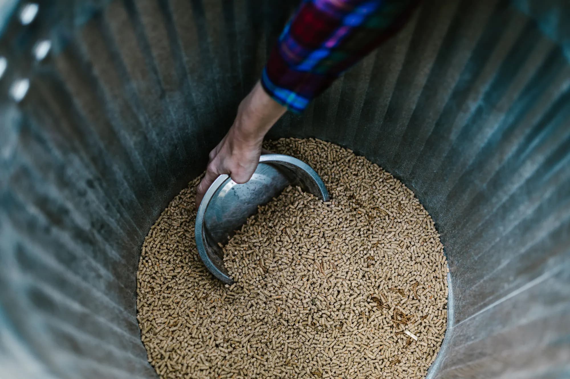 Animal feed pellets in a bulk storage bin with a metal scoop