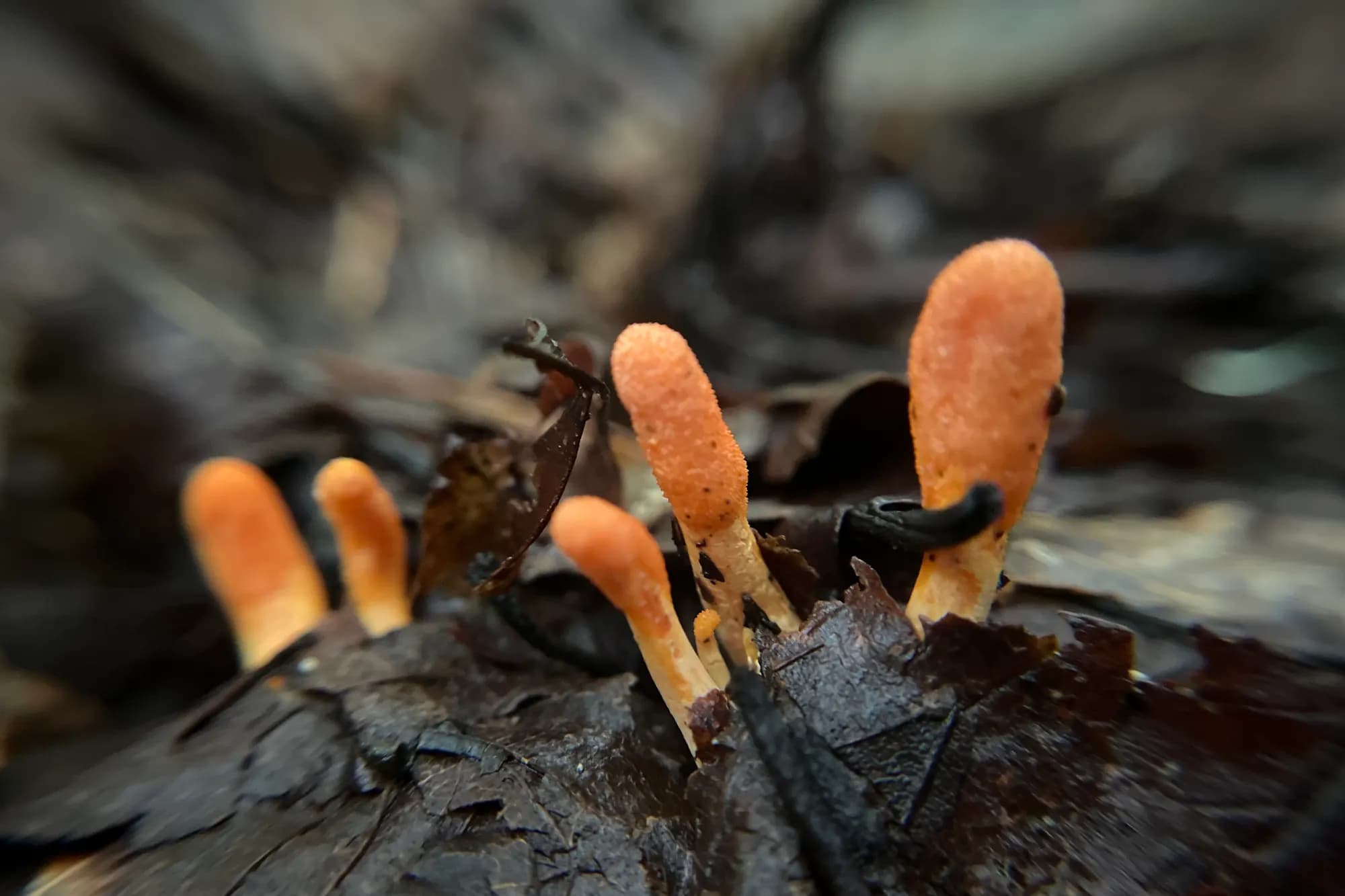 Orange Cordyceps militaris fruiting bodies