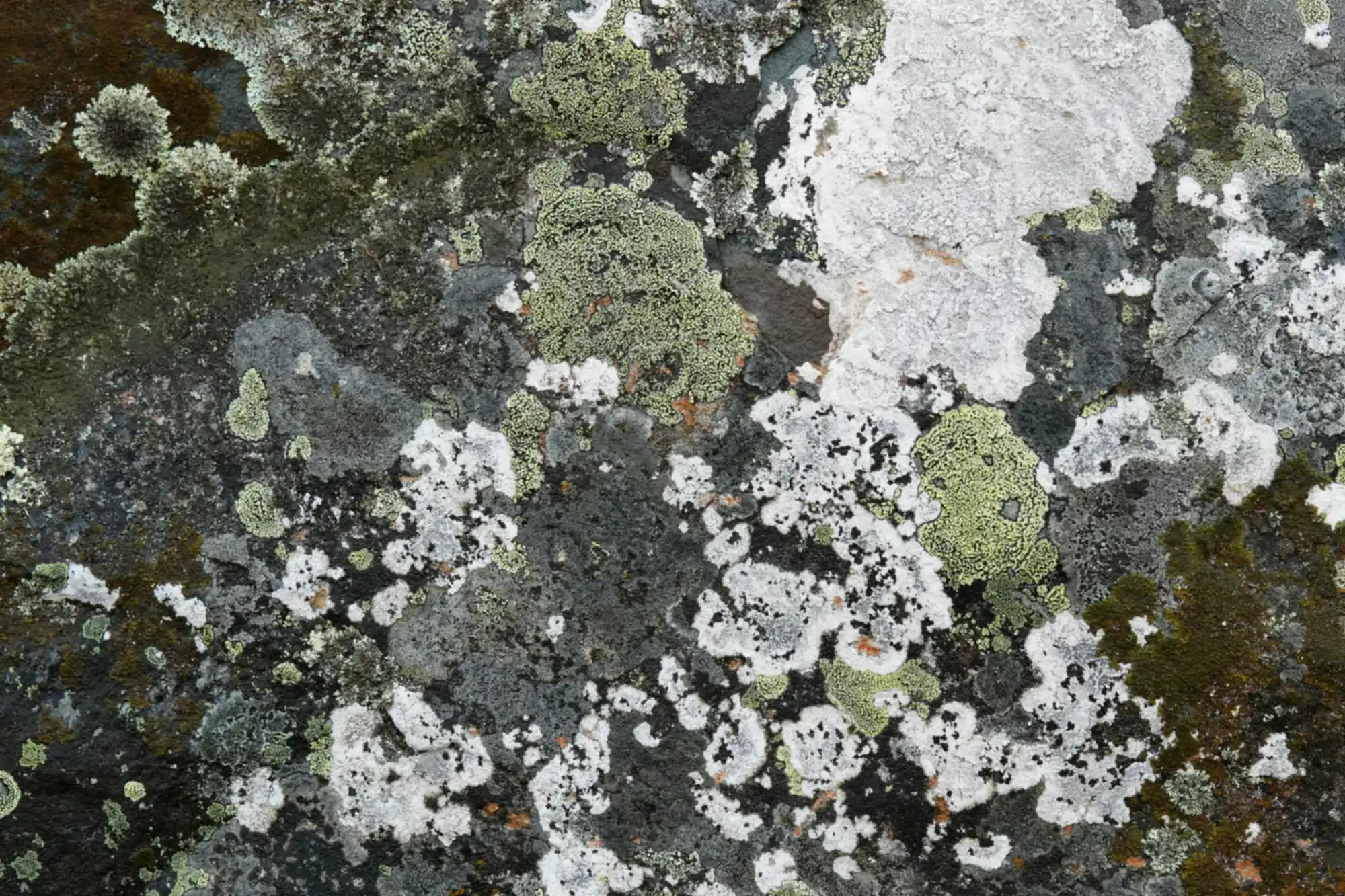Close-up of lichen growing on natural rock