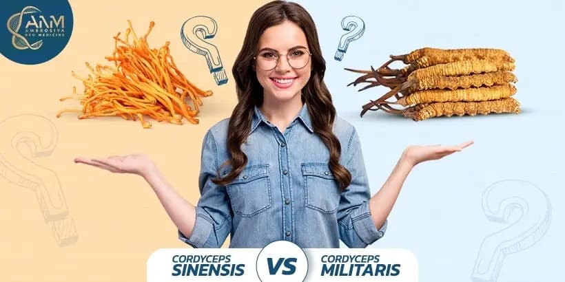 cordyceps sinesis vs cordyceps militaris