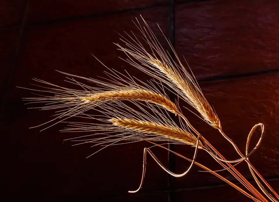 Nature's Hidden Treasure: Unveiling the Numerous Health Benefits of Cordyceps