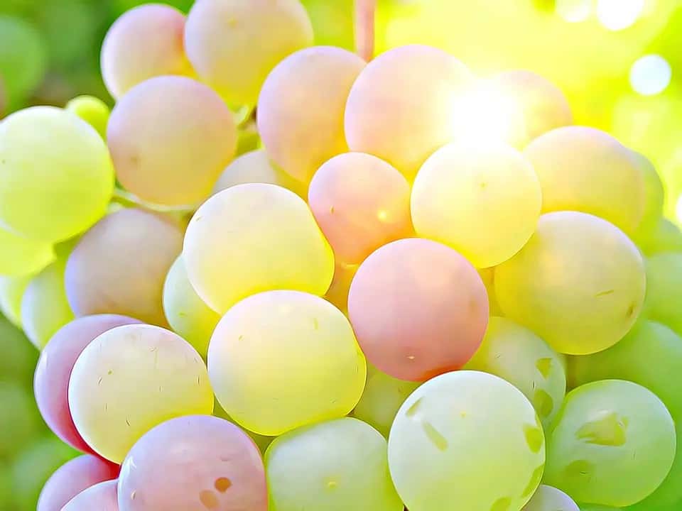 The Link Between Vitamin D Deficiency and Weight Gain: Exploring the Connection