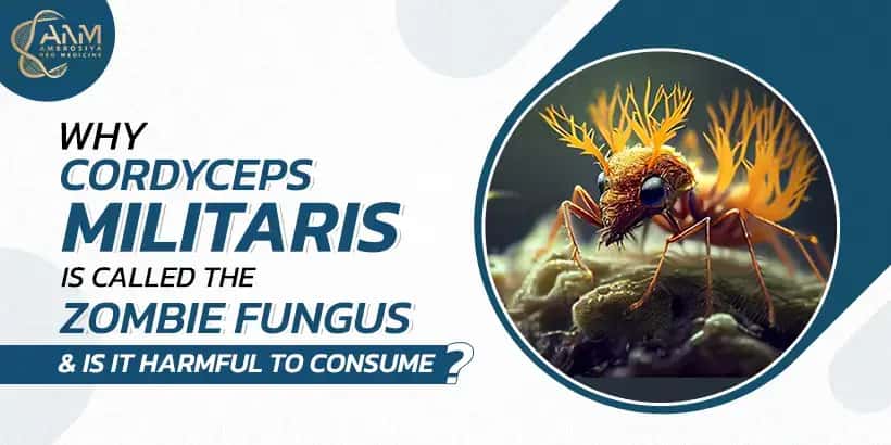 anm.health zombie fungus blog image